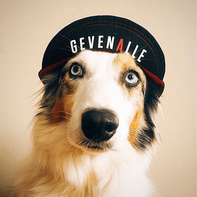 CYCLING CAPS - Prestige Edition