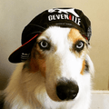 CYCLING CAPS - Prestige Edition